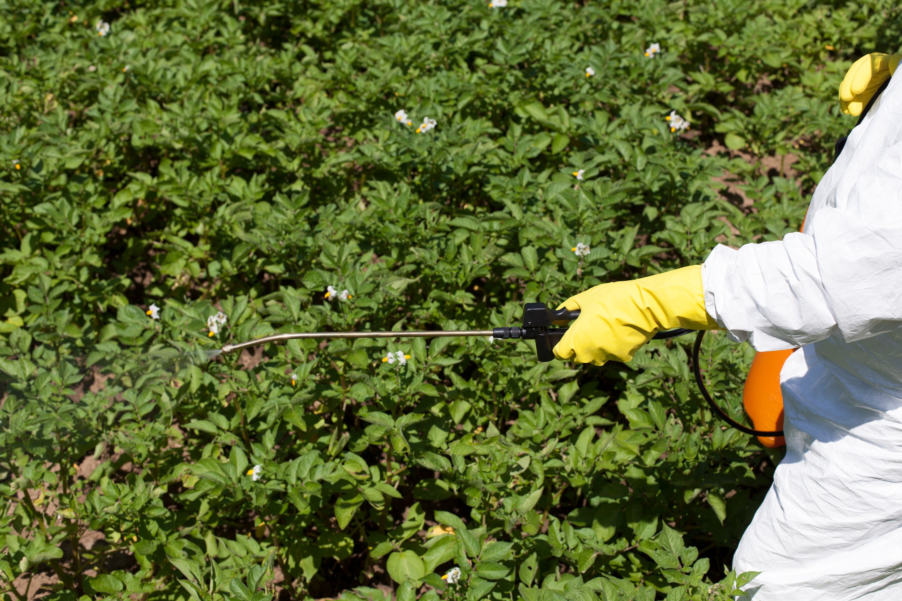 Man spraying pesticide on bushes