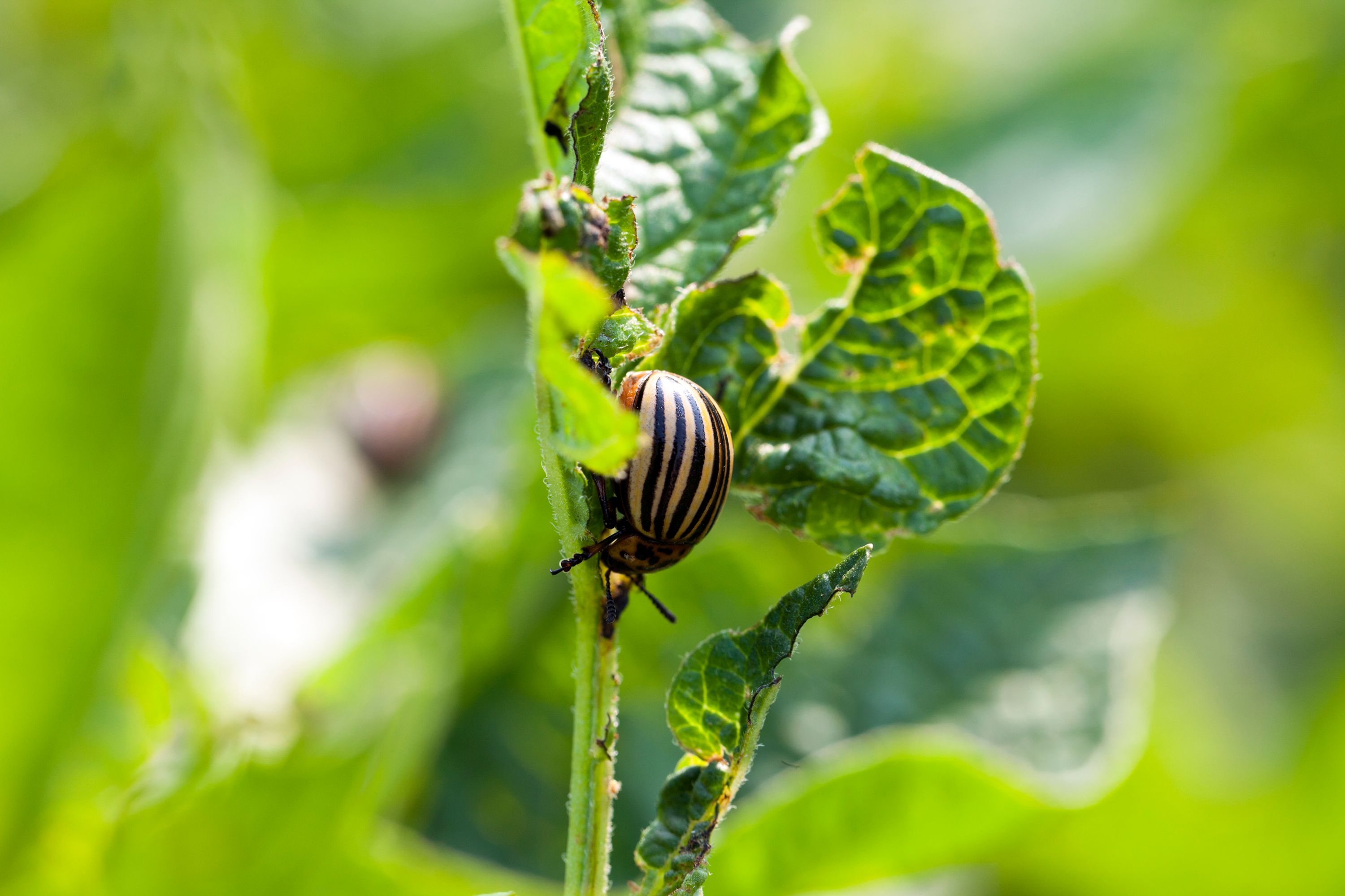 bug crawling on plant